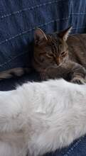 VIDA, Katze, Hauskatze in Bulgarien - Bild 5