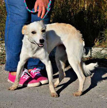 TIFFY, Hund, Mischlingshund in Rodgau - Bild 1