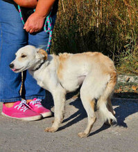 TIFFY, Hund, Mischlingshund in Rodgau - Bild 2