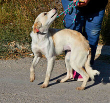 TIFFY, Hund, Mischlingshund in Rodgau - Bild 3