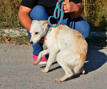 TIFFY, Hund, Mischlingshund in Rodgau - Bild 4