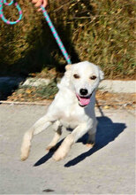 TIFFY, Hund, Mischlingshund in Rodgau - Bild 6
