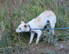TIFFY, Hund, Mischlingshund in Rodgau - Bild 9