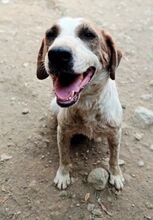 MONTI, Hund, Mischlingshund in Griechenland - Bild 1