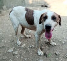 MONTI, Hund, Mischlingshund in Griechenland - Bild 2