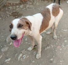 MONTI, Hund, Mischlingshund in Griechenland - Bild 3
