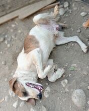 MONTI, Hund, Mischlingshund in Griechenland - Bild 4