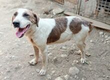 MONTI, Hund, Mischlingshund in Griechenland - Bild 5
