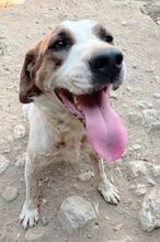 MONTI, Hund, Mischlingshund in Griechenland - Bild 6