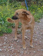 BRIBI, Hund, Belgischer Schäferhund-Mix in Berlin - Bild 16