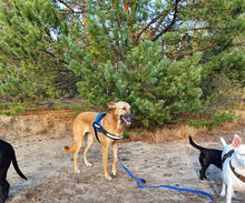 BRIBI, Hund, Belgischer Schäferhund-Mix in Berlin - Bild 9