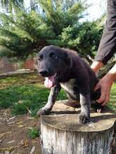 MIMI, Hund, Mischlingshund in Rumänien - Bild 12