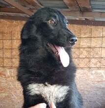 MIMI, Hund, Mischlingshund in Rumänien - Bild 4