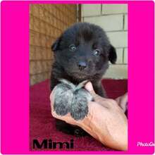 MIMI, Hund, Mischlingshund in Rumänien - Bild 8