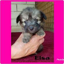 ELSA, Hund, Altdeutscher Hütepudel in Erkelenz - Bild 7