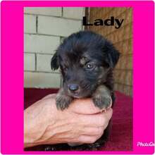 LADY, Hund, Mischlingshund in Rumänien - Bild 8