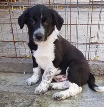 NICO, Hund, Mischlingshund in Rumänien - Bild 4