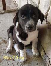 NICO, Hund, Mischlingshund in Rumänien - Bild 6