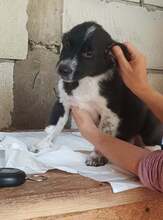 NICO, Hund, Mischlingshund in Rumänien - Bild 8
