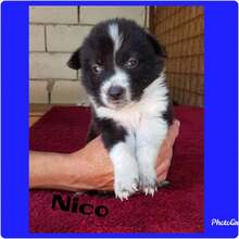 NICO, Hund, Mischlingshund in Rumänien - Bild 9