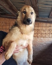 NELE, Hund, Mischlingshund in Rumänien - Bild 11