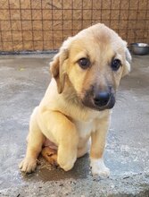 NELE, Hund, Mischlingshund in Rumänien - Bild 12