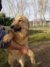 NELE, Hund, Mischlingshund in Rumänien - Bild 2
