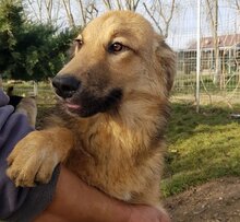 NELE, Hund, Mischlingshund in Rumänien - Bild 3