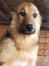 NELE, Hund, Mischlingshund in Rumänien - Bild 4