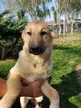 NELE, Hund, Mischlingshund in Rumänien - Bild 6