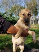 NELE, Hund, Mischlingshund in Rumänien - Bild 7