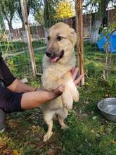 NELE, Hund, Mischlingshund in Rumänien - Bild 8