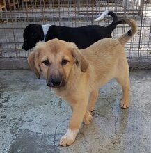 NELE, Hund, Mischlingshund in Rumänien - Bild 9
