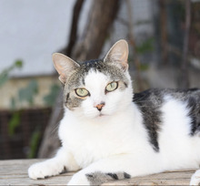PAX, Katze, Hauskatze in Bulgarien - Bild 11