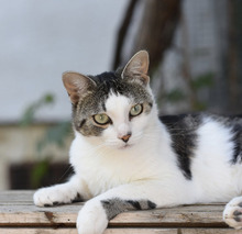 PAX, Katze, Hauskatze in Bulgarien - Bild 12