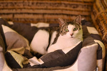 PAX, Katze, Hauskatze in Bulgarien - Bild 7