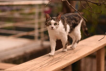 PAX, Katze, Hauskatze in Bulgarien - Bild 8
