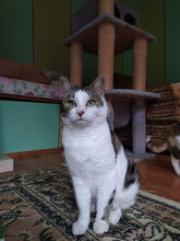 PAX, Katze, Hauskatze in Bulgarien - Bild 9