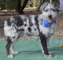 ZEUS, Hund, Mischlingshund in Spanien - Bild 3