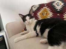 FREYA, Katze, Hauskatze in Bulgarien - Bild 3