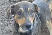MARVIN, Hund, Mischlingshund in Rumänien - Bild 1