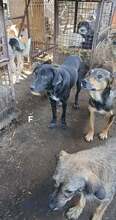 MARVIN, Hund, Mischlingshund in Rumänien - Bild 3