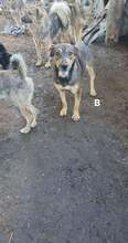 MARVIN, Hund, Mischlingshund in Rumänien - Bild 4
