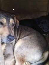 MARVIN, Hund, Mischlingshund in Rumänien - Bild 6