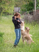 TOKYO, Hund, Mischlingshund in Rumänien - Bild 10