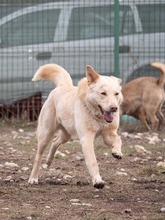 TOKYO, Hund, Mischlingshund in Rumänien - Bild 16