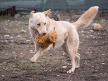 TOKYO, Hund, Mischlingshund in Rumänien - Bild 17