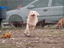 TOKYO, Hund, Mischlingshund in Rumänien - Bild 18