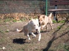TOKYO, Hund, Mischlingshund in Rumänien - Bild 19