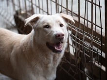 TOKYO, Hund, Mischlingshund in Rumänien - Bild 2
